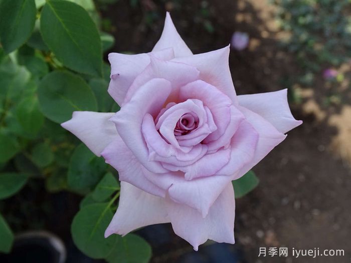 X小姐月季Lady X(图2)