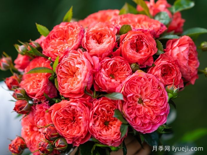 点火樱桃月季(图4)