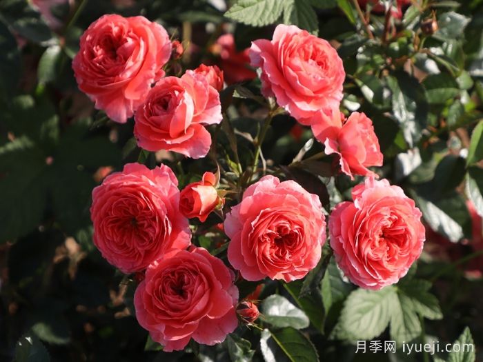点火樱桃月季(图5)
