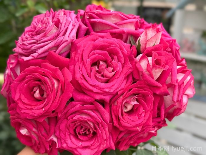 莫妮卡贝鲁奇月季/莫妮卡月季Monica Bellucci(图3)