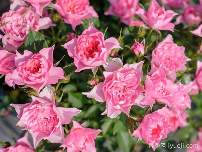 小蝉娟月季(图3)