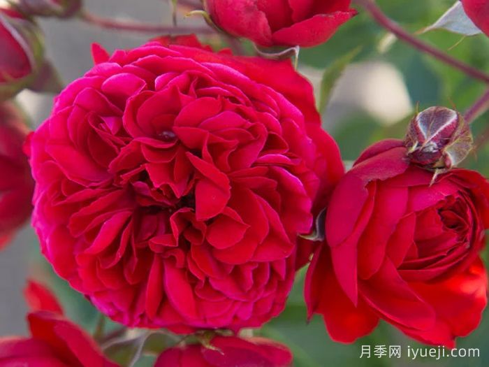 大地主月季/弗朗索瓦拉伯雷月季François Rabelais(图2)