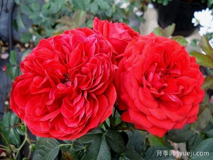 大地主月季/弗朗索瓦拉伯雷月季François Rabelais(图4)