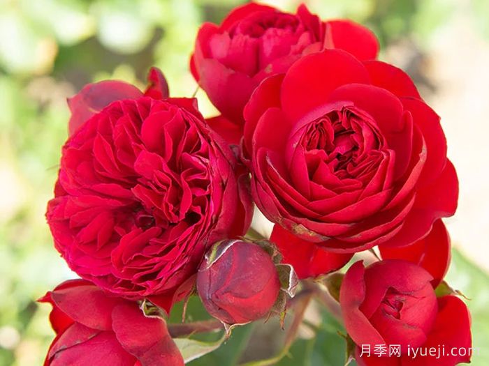 大地主月季/弗朗索瓦拉伯雷月季François Rabelais(图1)