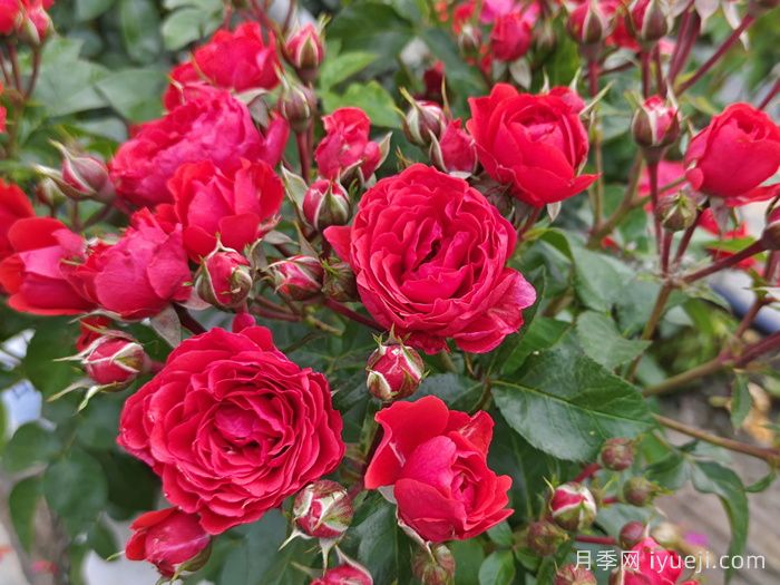 奇卡门廊月季/奇卡花环月季Chica Veranda(图4)