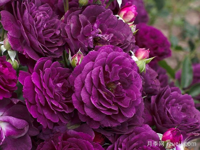 海潮之声月季/紫色伊甸园月季Ebb Tide(图2)