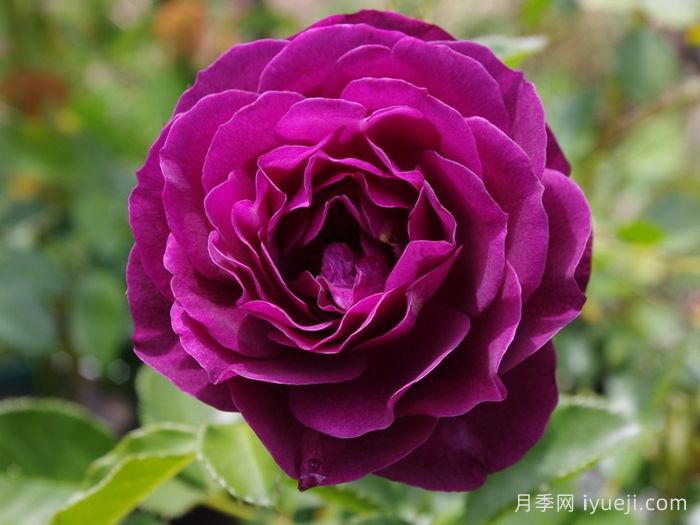 海潮之声月季/紫色伊甸园月季Ebb Tide(图3)