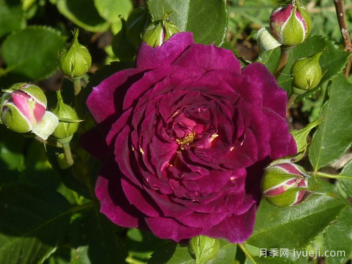 海潮之声月季/紫色伊甸园月季Ebb Tide(图5)