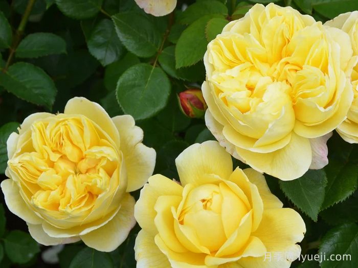 推荐20种少刺月季品种，不仅好打理还开花美(图8)