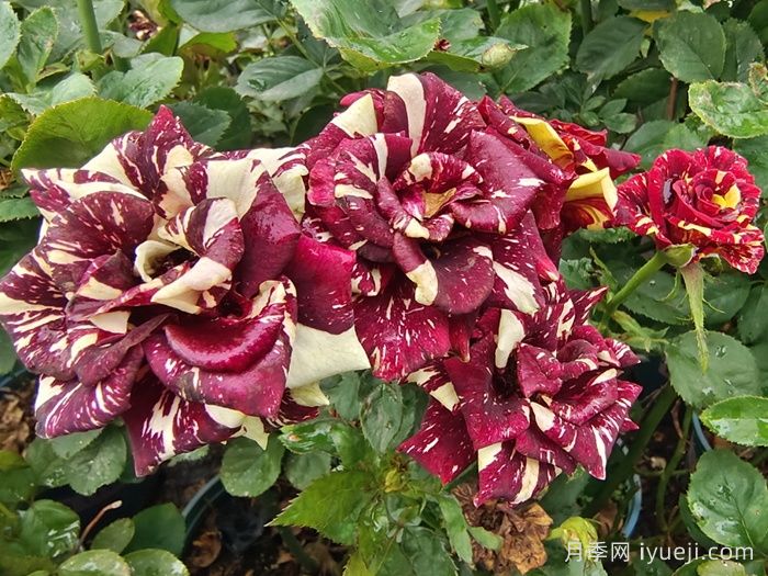 推荐20种少刺月季品种，不仅好打理还开花美(图7)