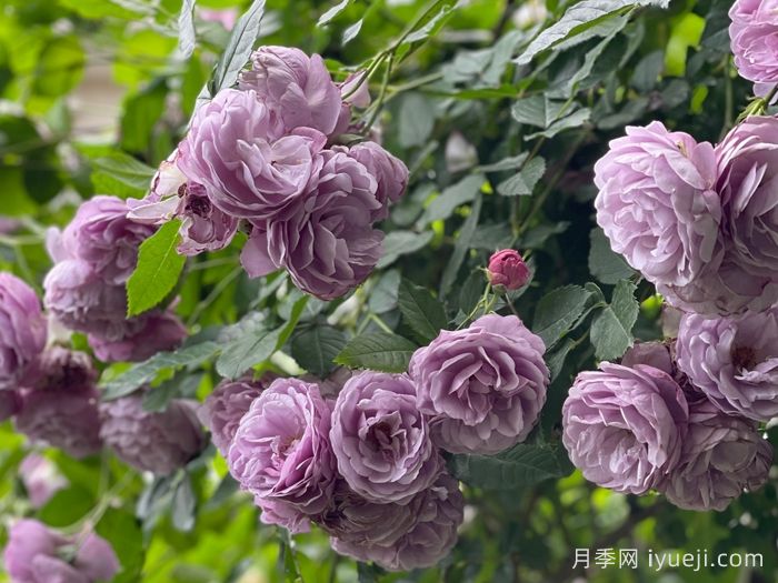 薰衣草花束月季/薰衣草花环月季Lavender Bouquet(图3)