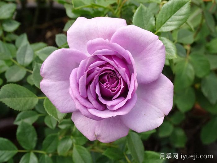 薰衣草门廊月季/紫色花环/薰衣草阳台/薰衣草花环Lavender Flower Circus(图1)