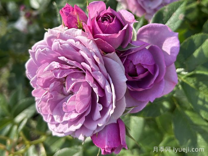 薰衣草门廊月季/紫色花环/薰衣草阳台/薰衣草花环Lavender Flower Circus(图3)