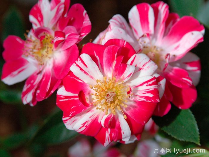 星条旗月季Stars N Stripes(图2)