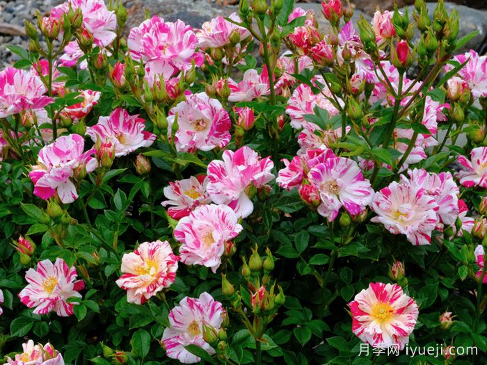 星条旗月季Stars N Stripes(图3)