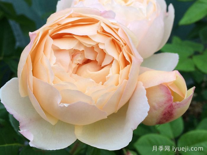 沃勒顿老庄园月季Wollerton Old Hall(图1)