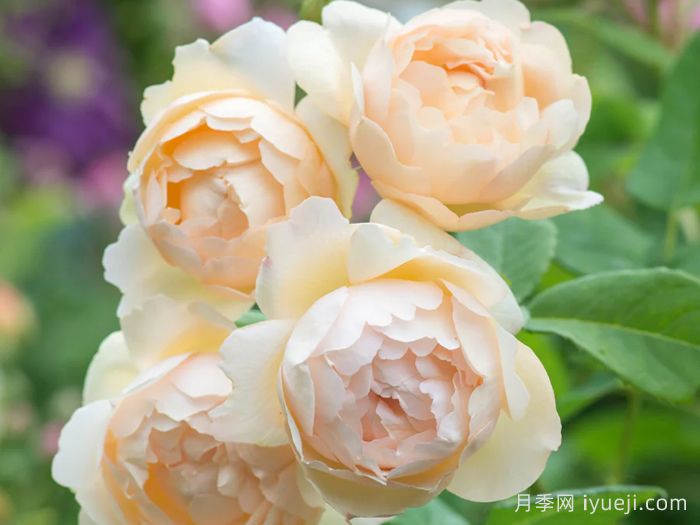 沃勒顿老庄园月季Wollerton Old Hall(图2)