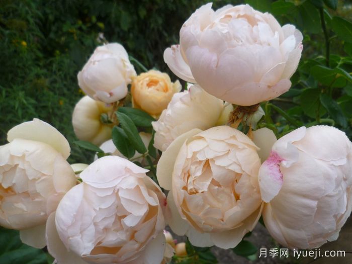 沃勒顿老庄园月季Wollerton Old Hall(图3)