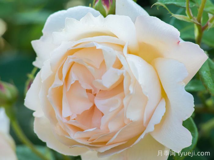 沃勒顿老庄园月季Wollerton Old Hall(图5)