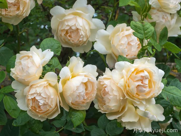 沃勒顿老庄园月季Wollerton Old Hall(图4)