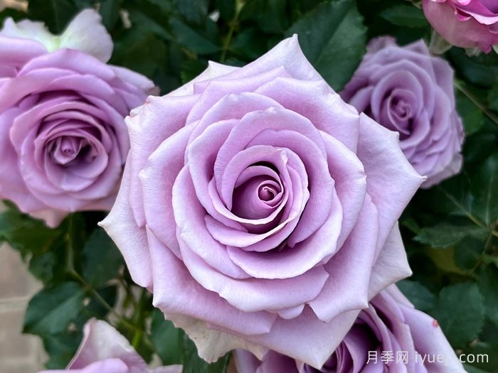 紫霞仙子月季/夜莺月季Nightingale(图1)