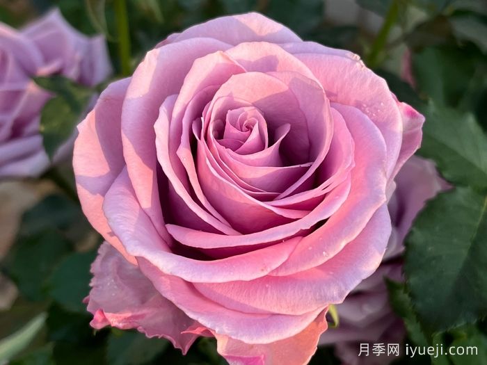 紫霞仙子月季/夜莺月季Nightingale(图2)
