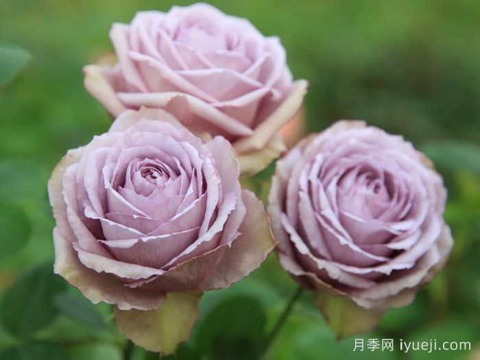 紫丁香月季/丁香经典月季Lilac Classic(图2)