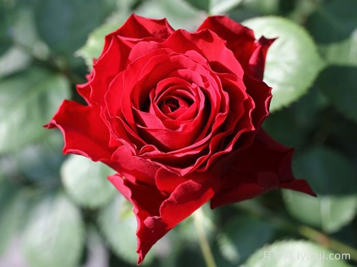 永远的莫尔德月季/莫尔德永远Molde Forever(图3)