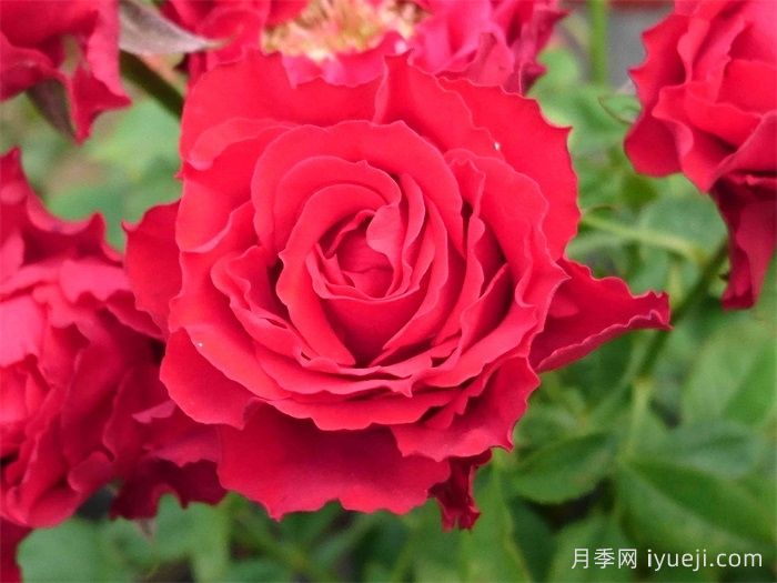 永远的莫尔德月季/莫尔德永远Molde Forever(图4)