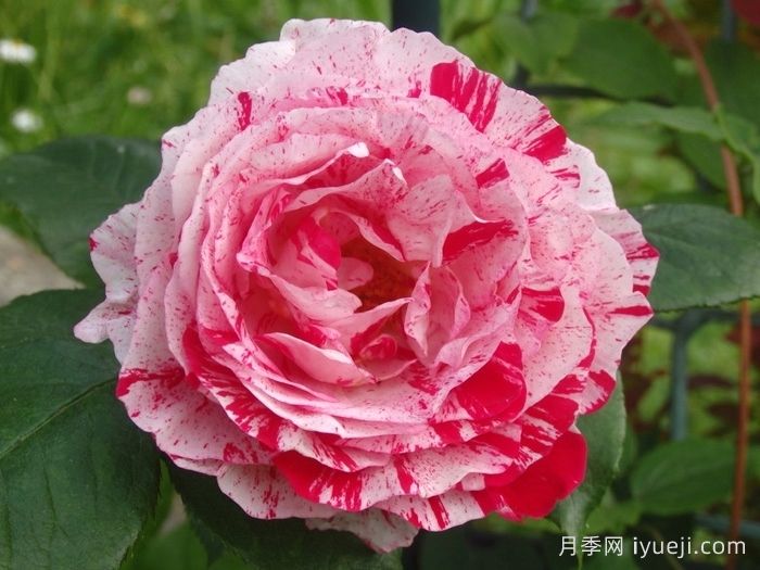 说愁月季/多愁善感月季Scentimental(图1)