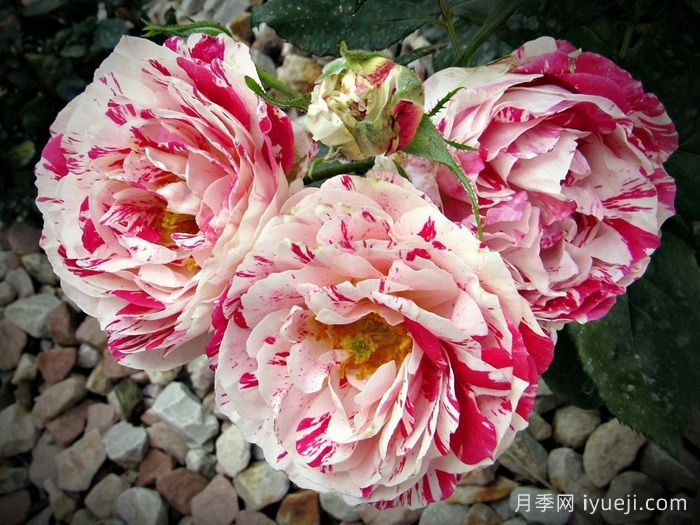 说愁月季/多愁善感月季Scentimental(图3)