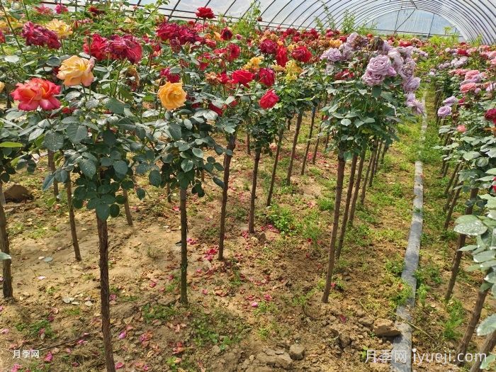 月季树大棚培养技能(图2)