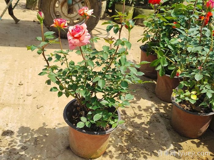 月季花是浇水死的吗？正确的浇水姿势(图1)