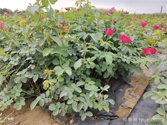 月季花是浇水死的吗？正确的浇水姿势(图2)