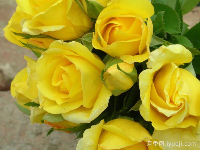 沙丘月季Dune(图2)