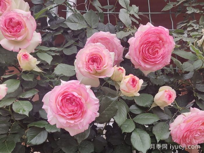 推荐8个适合阳台种殖的藤本月季(图1)