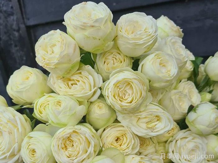 冰雪世界月季Snow World(图2)