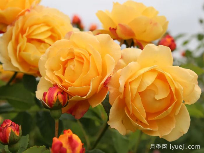 阳光世界月季/圣阿德里安月季Sonnenwelt(图1)