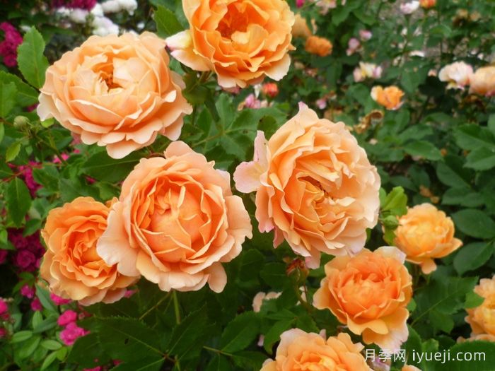 阳光世界月季/圣阿德里安月季Sonnenwelt(图2)