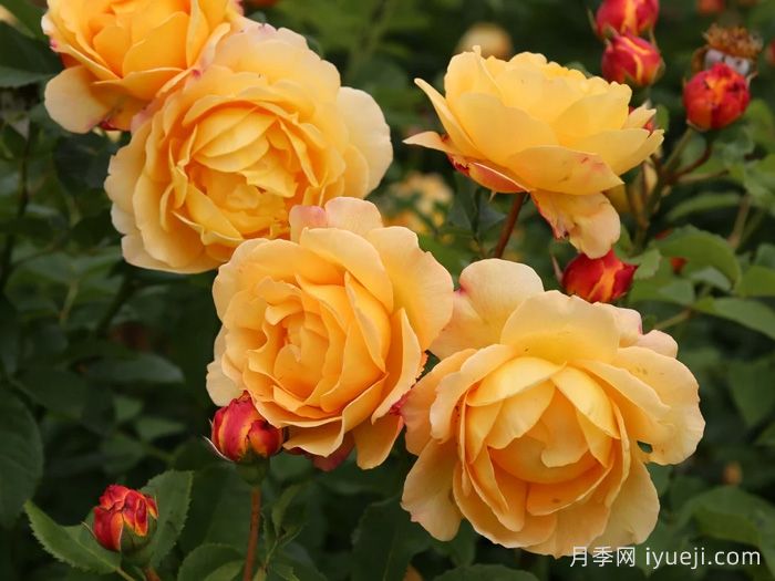 阳光世界月季/圣阿德里安月季Sonnenwelt(图3)