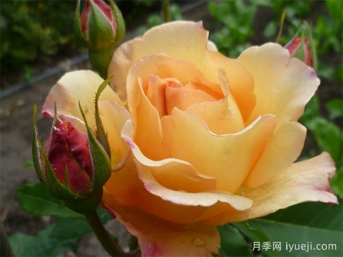 阳光世界月季/圣阿德里安月季Sonnenwelt(图4)