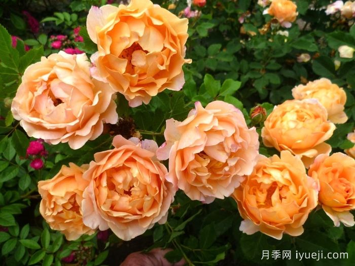 阳光世界月季/圣阿德里安月季Sonnenwelt(图5)