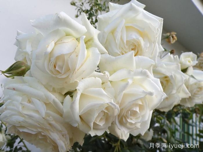 阿拉斯加月季/冰雪奇缘/雪国Alaska(图2)