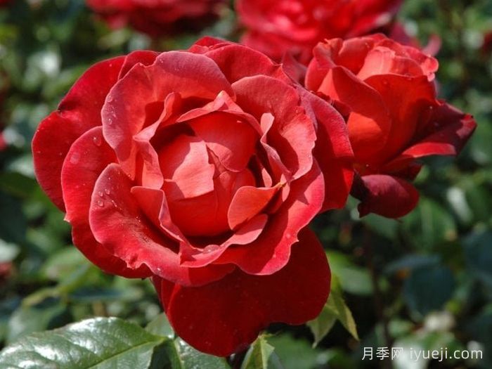 火热巧克力月季/热可可月季Hot Chocolate(图1)