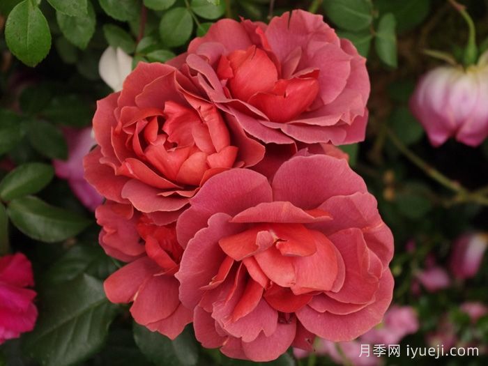 火热巧克力月季/热可可月季Hot Chocolate(图2)