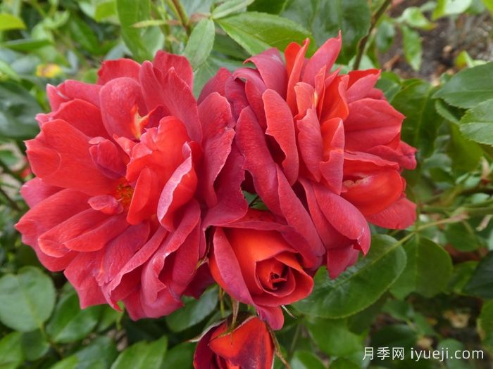 火热巧克力月季/热可可月季Hot Chocolate(图3)