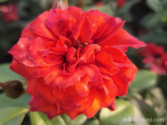 火热巧克力月季/热可可月季Hot Chocolate(图6)