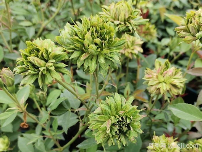 绿萼月季Viridiflora(图2)