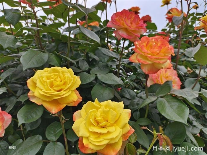 青州花木现状和月季产业发展(图1)
