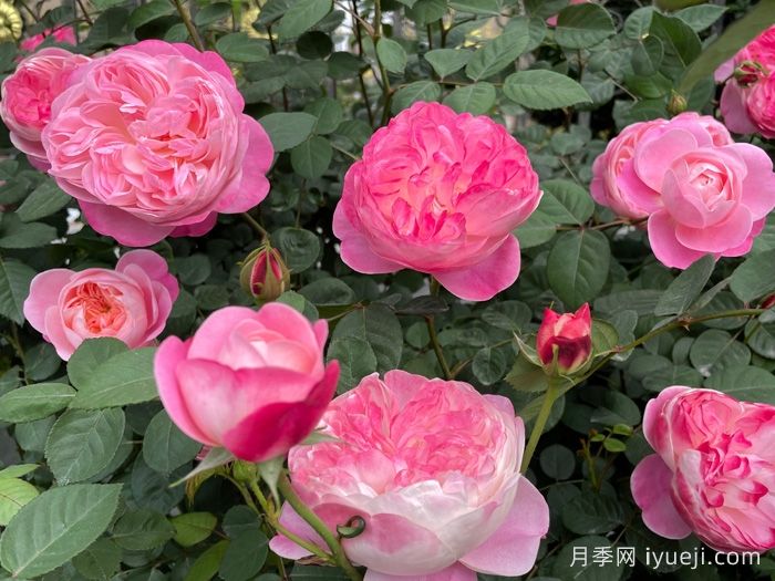 梦光环月季Dream Light(图7)